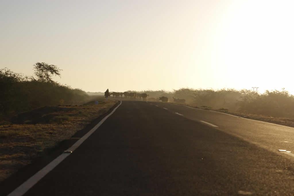 Rann Visamo Resort Bherandiāla المظهر الخارجي الصورة